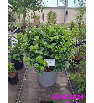 Prunus laur. 'Ani'® C 12 L
